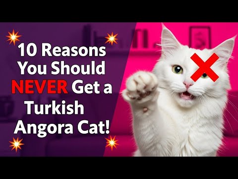 10 Reasons You Should NEVER Get a Turkish Angora Cat! 😼❌