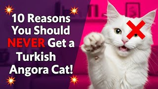 10 Reasons You Should NEVER Get a Turkish Angora Cat! 😼❌