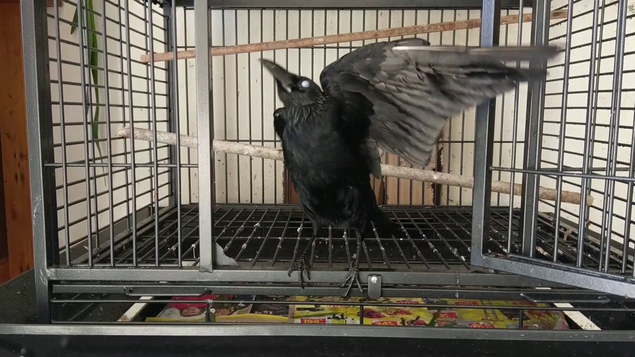 O meu corvo Euzébio