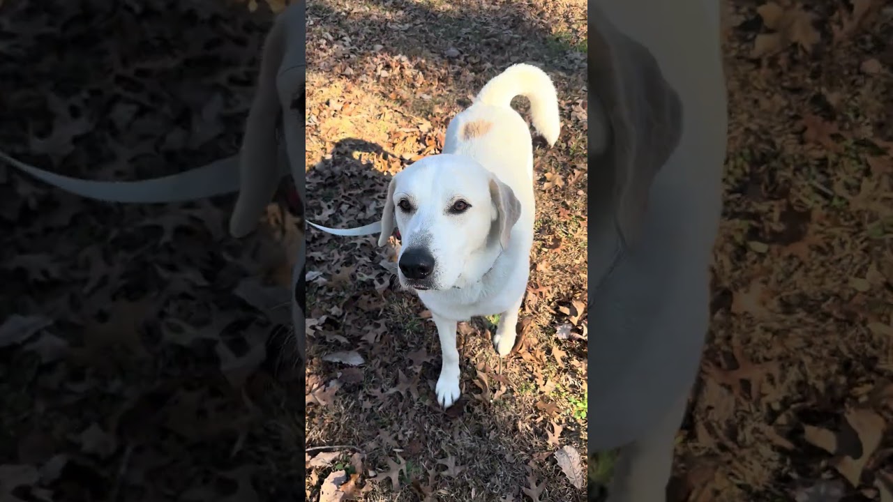 Enlarge Oreo, a Adoptable mixed breed in Cookeville, TN video 4/4