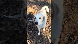 Video preview image #1 Labrenees Puppy For Sale in Cookeville, TN, USA