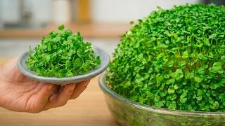 10 Days Without Watering or Soil! How to Grow Thick Microgreens 🌱