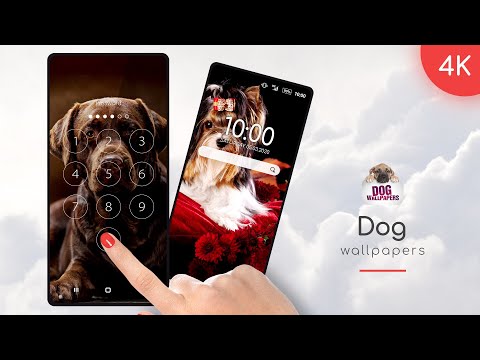 Wallpapers with dogs in 4K