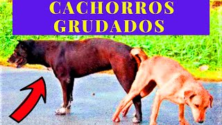  Porque os cachorros grudam quando cruzam? Passo a Passo - #cachorrocomdor