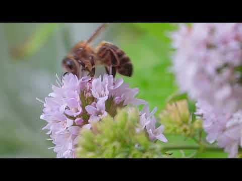 Mentha Aquatica - Watermunt