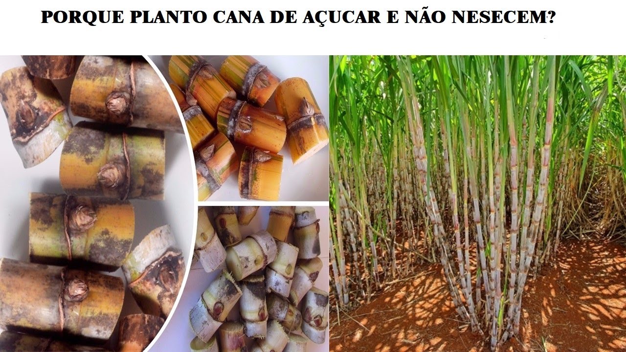 [PASSO-A-PASSO] APRENDA A FORMA CORRETA DE PLANTAR CANA DE AÇUCAR | Dia a dia na roça [🍃]