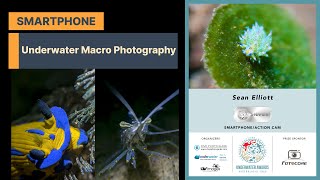 How to take Underwater Macro Photography with your Smartphone