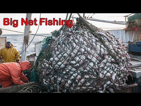 Unbelievable Big Net Fishing Caught in The Sea - Amazing Giant Fishing Net on The Big Boat
