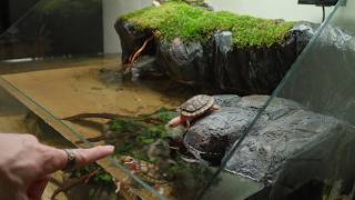 I Built a Massive Paludarium: The Ultimate "Turtle-Proof" Ecosystem.
