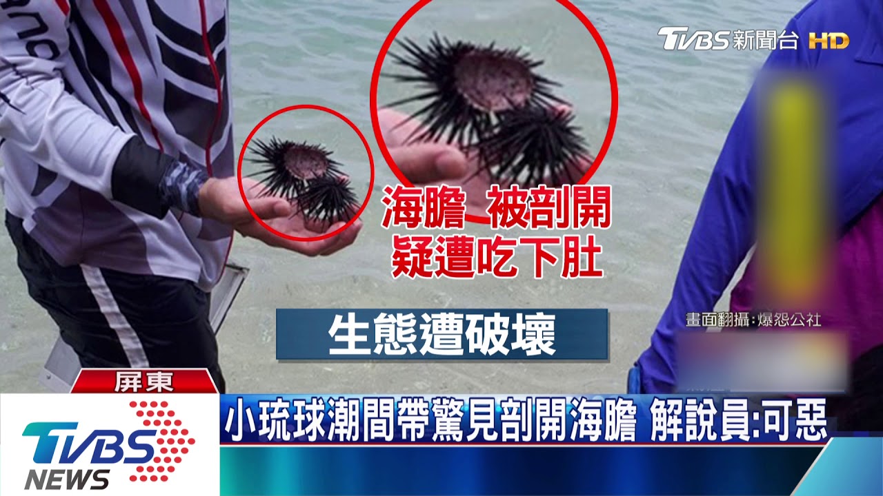 潮間帶遊客數爆量! 解說員:憂影響生態