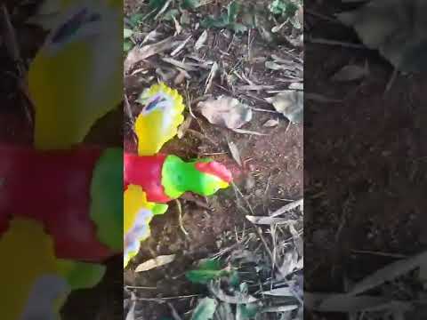 hen cartoon video funny would (Funny chicken poulehouse)  warld Khilauna video