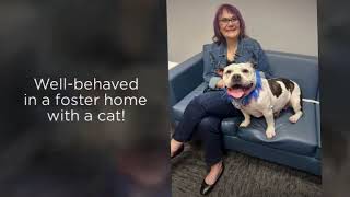 Video preview image #1 Olde Bulldog Puppy For Sale in Cranford, NJ, USA