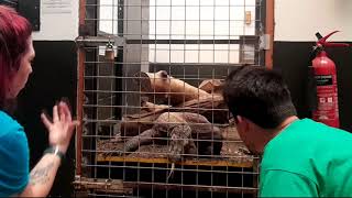 Feeding A Komodo Dragon - Chester Zoo