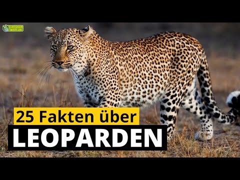 25 Steckbrief-Fakten über Leoparden - Doku-Wissen über Tiere - für Kinder