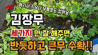 줄뿌림한 김장무 열무 총각무로 1.2차솎아 수확하고 큰무로 키워요 추비,북주기만 해주면 휘어지지 않고 큰무됩…