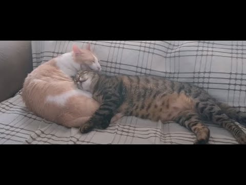 Cats in Love with each other