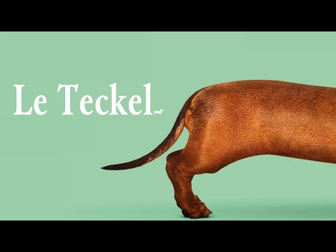 Le Teckel - BANDE ANNONCE VOST