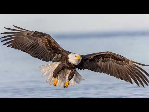 04.10.2020 - Duhovni darovi i istiniti i lažni duh proroštva - Miroslav Vucelić