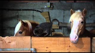 preview picture of video 'Odd triples - Cat loves horses'