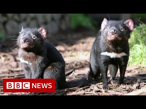 Eerste Tasmaniese duiwel in 3,000 jaar op Australiese vasteland gebore