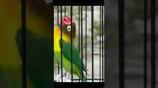 Download lagu lovebird jantan konslet mangap mp3 Download lagu lovebird jantan konslet mangap mp3