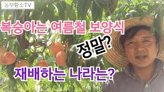 복숭아 너 어디서 왔니? 몸에는 와 그케 좋노? 서왕모와 손오공 이야기
