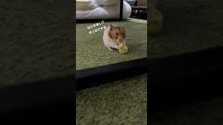 はじめまして🐹ポン汰です★