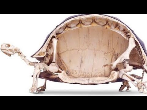 You Won’t Believe What’s Going On Inside A Turtle’s Shell  It’s Even Weirder Than You Think Video