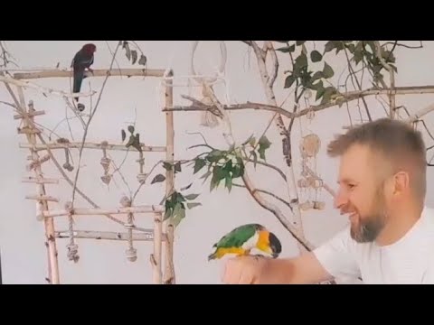 Adoptowane papugi w domu