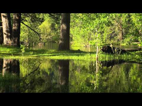 Still Pond HD for Google TV Video