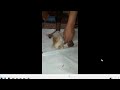 Butcher Lady Before After Slaughtering Chicken