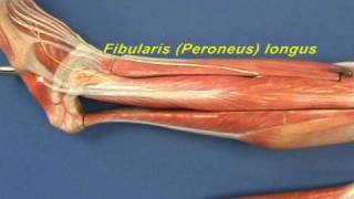 Leg - Lateral Compartment