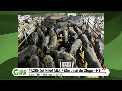 MT: BOIADA ANGUS EM TIP CHEGA A 24 ARROBAS EM FAZENDA DE SÃO JOSÉ DO XINGU