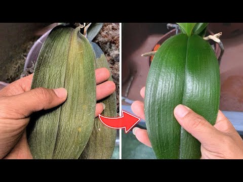 3 How to Revive Any Dying Orchid with One Simple Trick (100% survival rate)