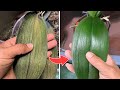 3 How To Revive Any Dying Orchid With One Simple Trick 100 Survival Rate