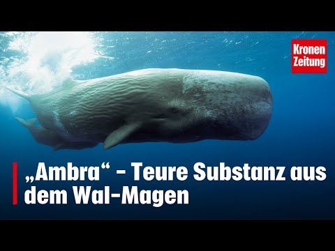 „Ambra“ - Teure Substanz aus dem Wal-Magen | krone.tv NEWS
