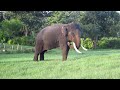 Mudumalai Forest Animals HD