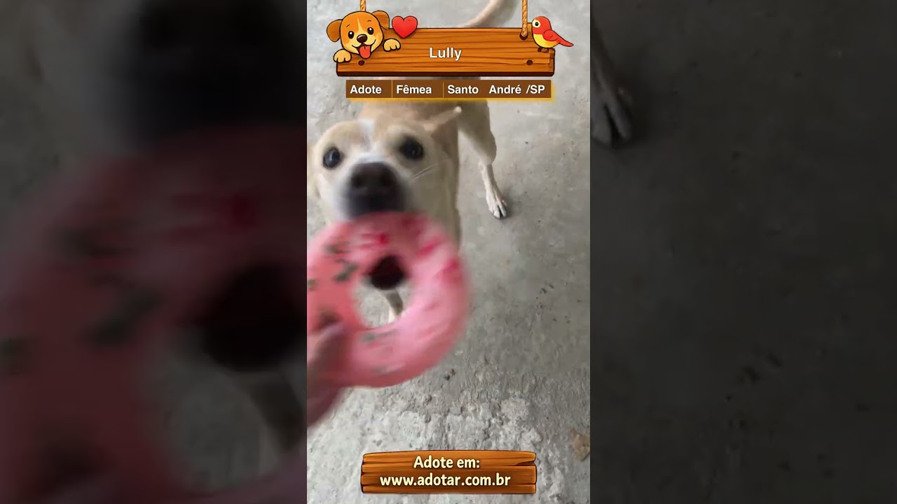 Cachorro raça SRD-ViraLata idade 6 ou mais anos nome Lully