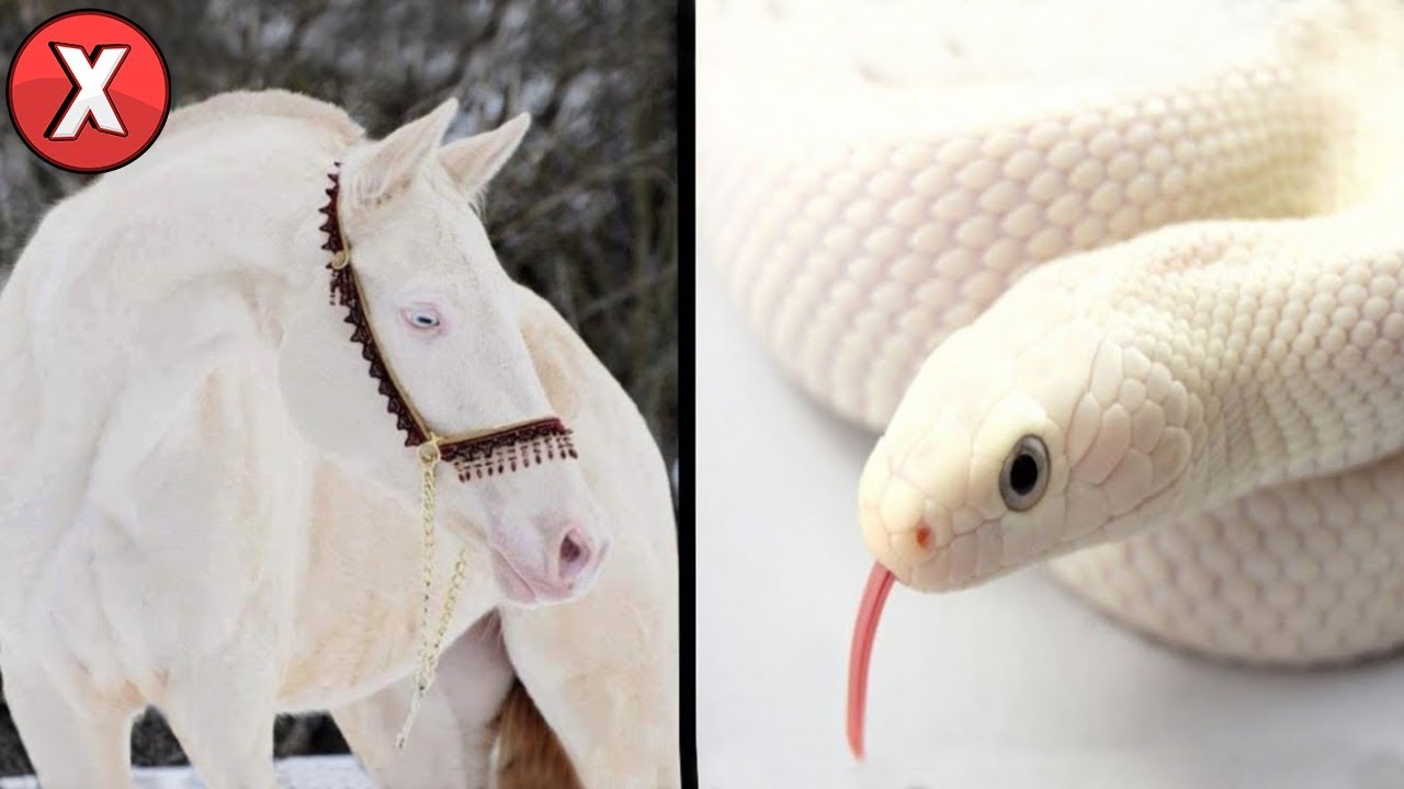 Animais BRANCOS  mais RAROS do Mundo