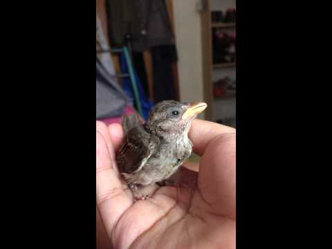 Baby Sparrow Chirping It's Own Heart Out - YouTube