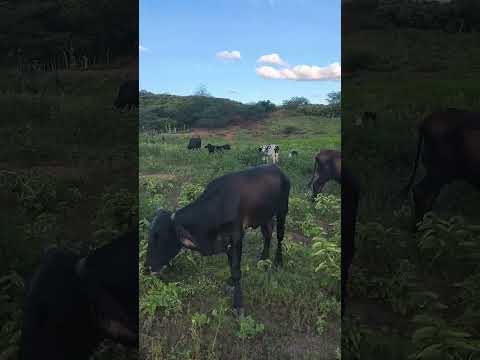Olhando o gado em Dormentes Pernambuco.