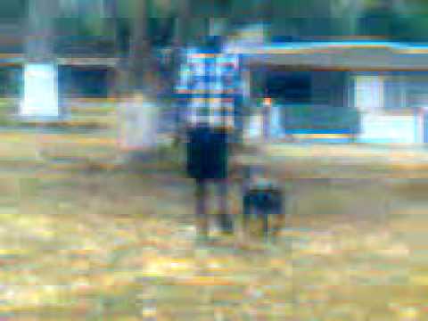 Bago boy in tree under attack by rott dog.3gp