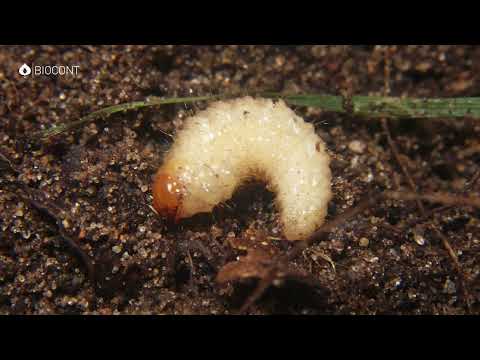 Hogyan használjuk a hasznos fonálférgeket növényvédelemre? - Talajfertőtlenítés - Nematop - Biocont