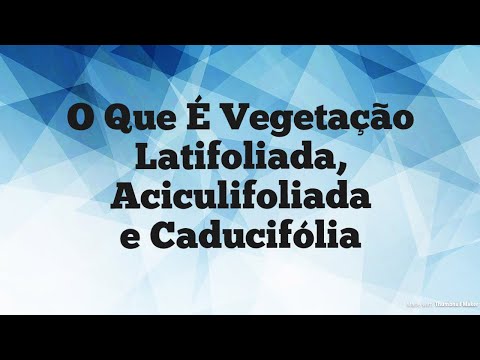 download lagu mp3 mp4 Latifoliada, download lagu Latifoliada gratis, unduh video klip Latifoliada