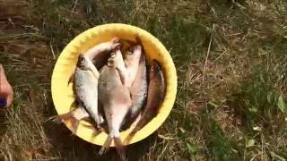 Когда начнется летняя рыбалка на рузском водохранилище