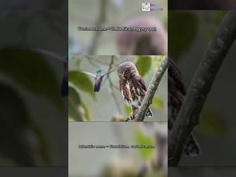 Costa Rican Pygmy Owl