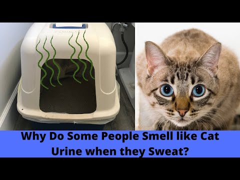 Why do you or Someone you know Smell like Cat Urine or Ammonia when they Sweat?