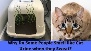 Why do you or Someone you know Smell like Cat Urine or Ammonia when they Sweat
