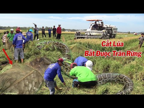 Bắt Được Trăn, Chồn, Trúng Mánh Bầy Chuột Khi Máy Cắt, Cắt Miếng Lúa Cuối Mùa, Gần Rừng Tràm.