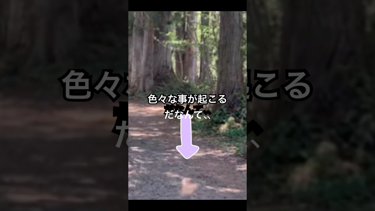 神さま見えましたか？#神さま見える妻 #かおりの虹 #龍神 #戸隠神社#神社仏閣パワースポット